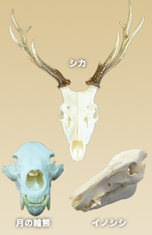 ���W���W�{���H����